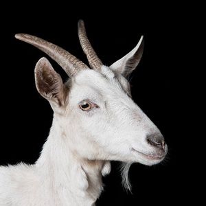 Meet your Posher, Goatbeats